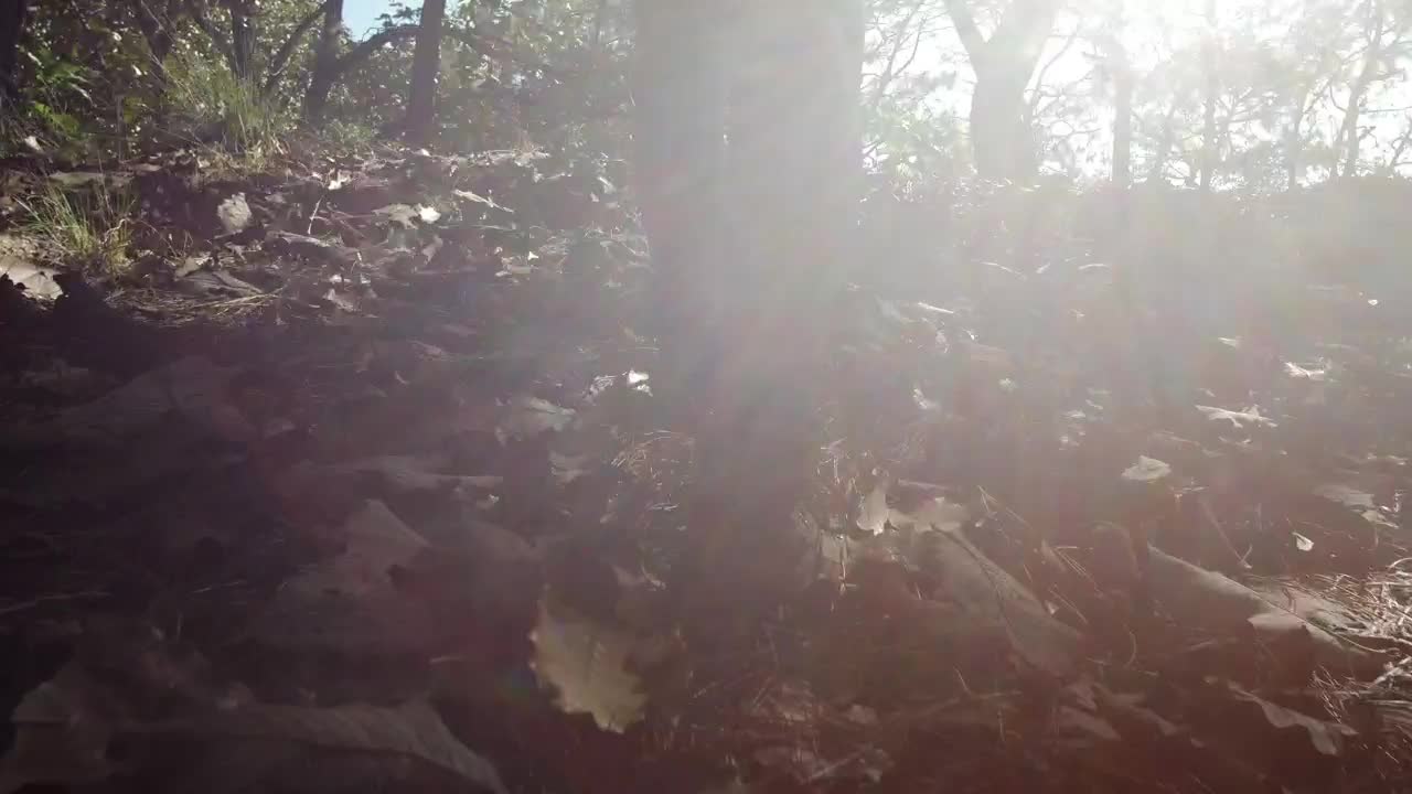 Video Stock Person Walking On Dried Leaves Of The Forest Floor Live Wallpaper Free - Free Download