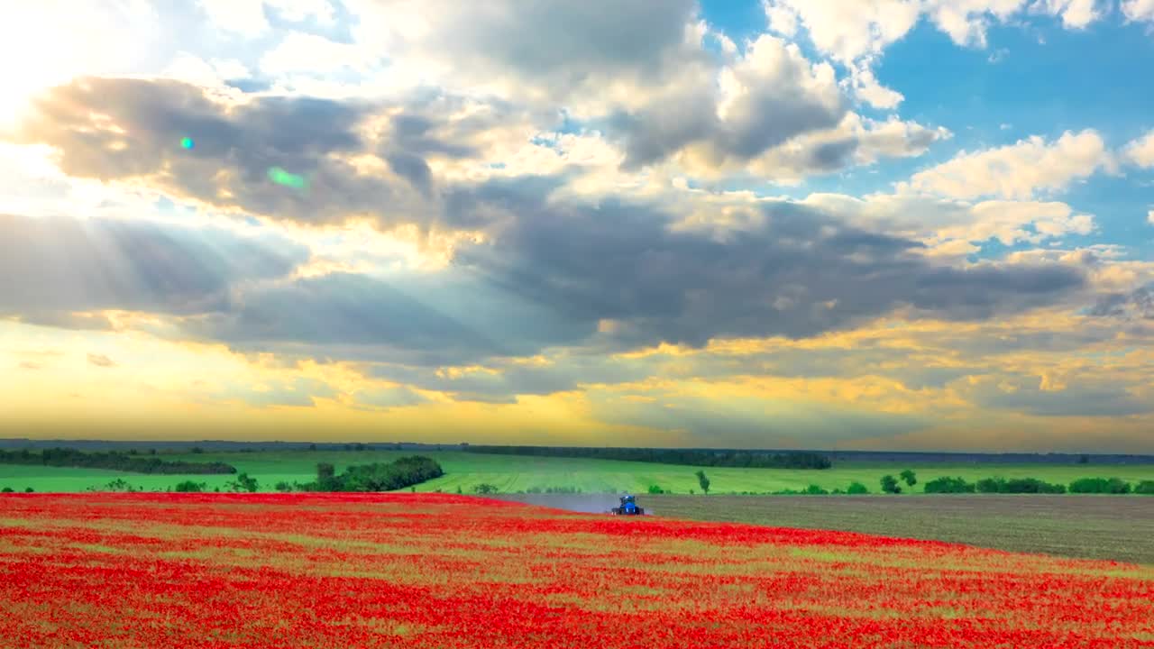 Stock Video Harvesting A Red Flower Field Animated Wallpaper - Free Download