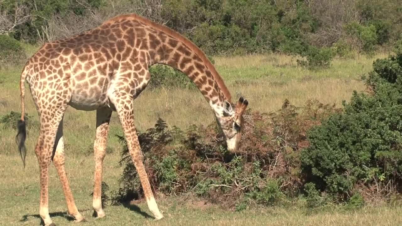Stock Video Giraffe Grazing In The Sun Live Wallpaper For PC - Free Download