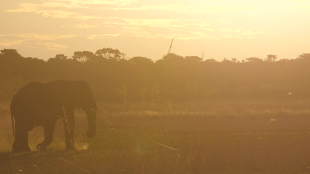 Stock Video Elephant Walking In The Sunset Live Wallpaper For PC - Free Download