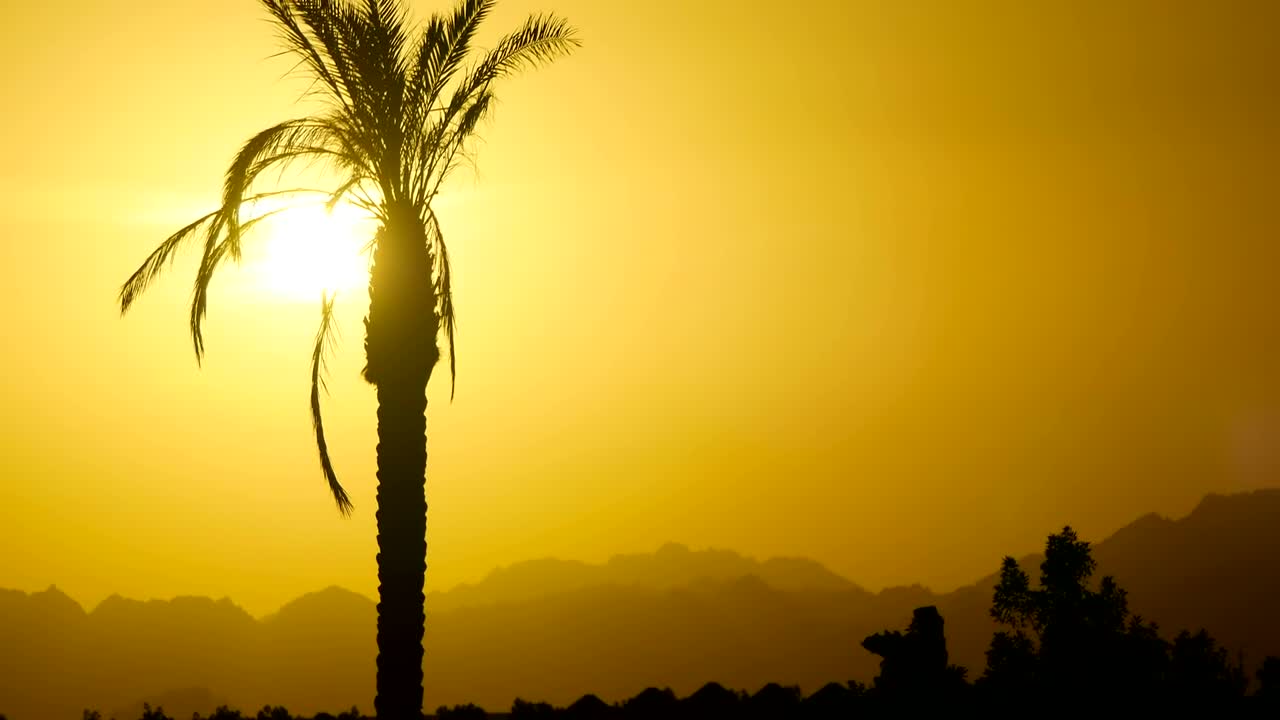 Free Stock Video Silhouette Of A Palm Tree At Sunset Live Wallpaper - Free Download