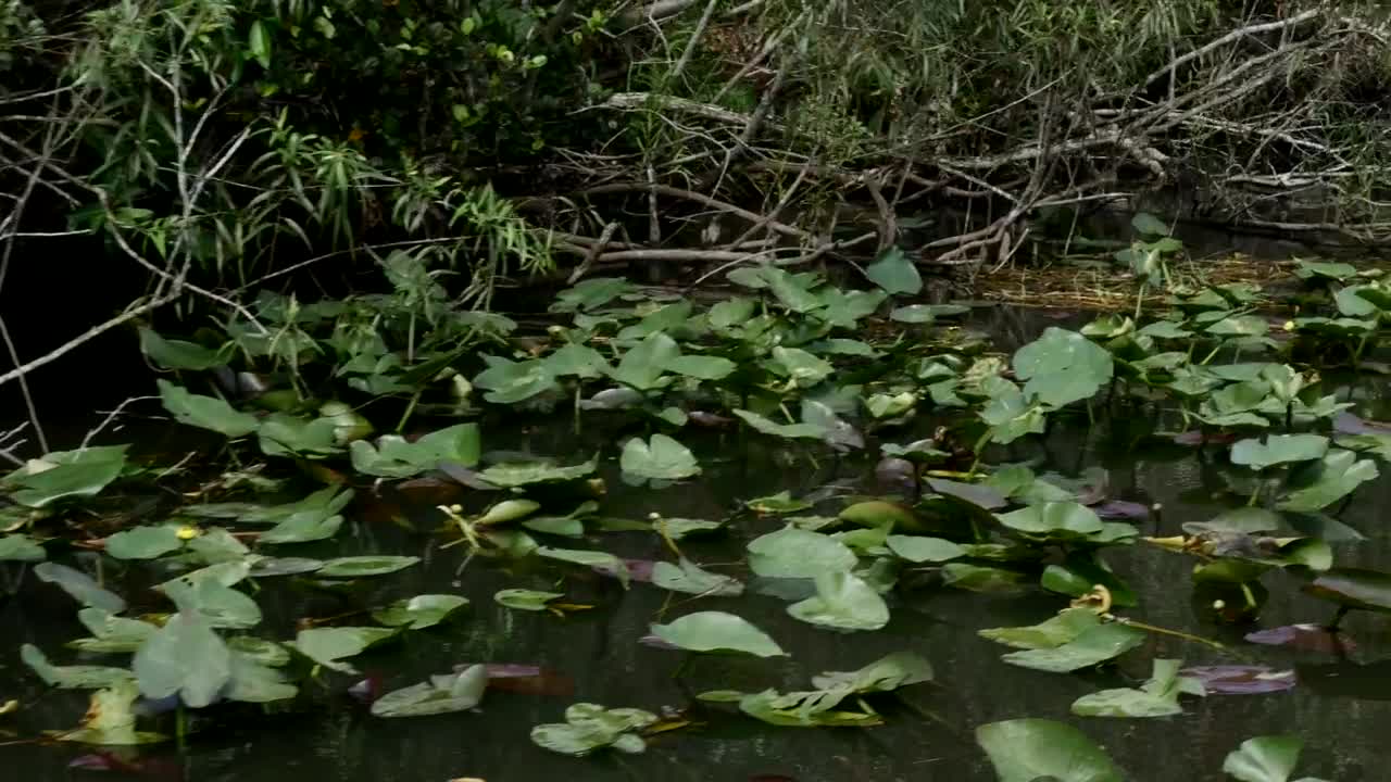 Free Video Stock swamp in a forest Live Wallpaper - Free Download