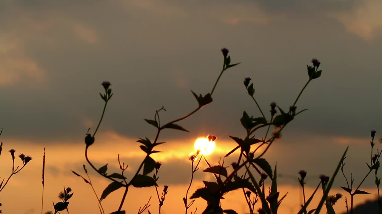 Stock Video Graden Plants Silhouetted Against The Sky Live Wallpaper For PC - Free Download