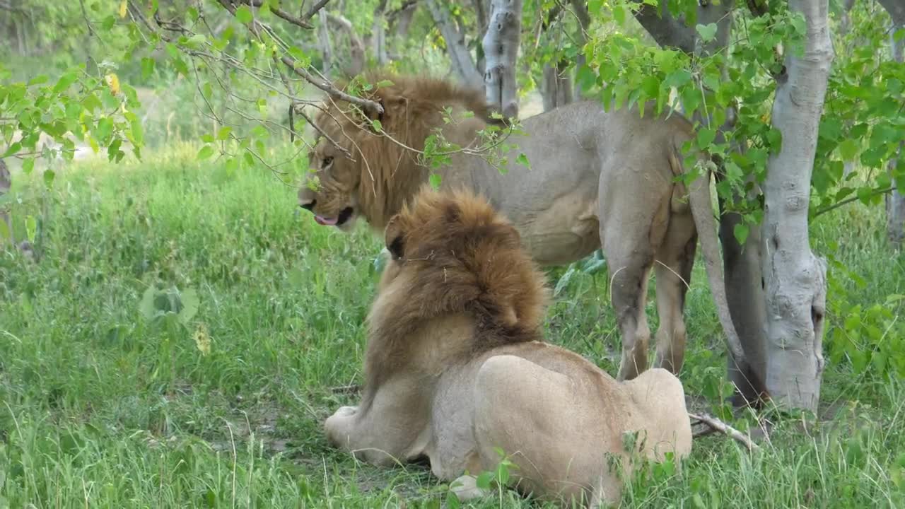 Stock Video Male Lions Resting On The Grass Animated Wallpaper - Free Download