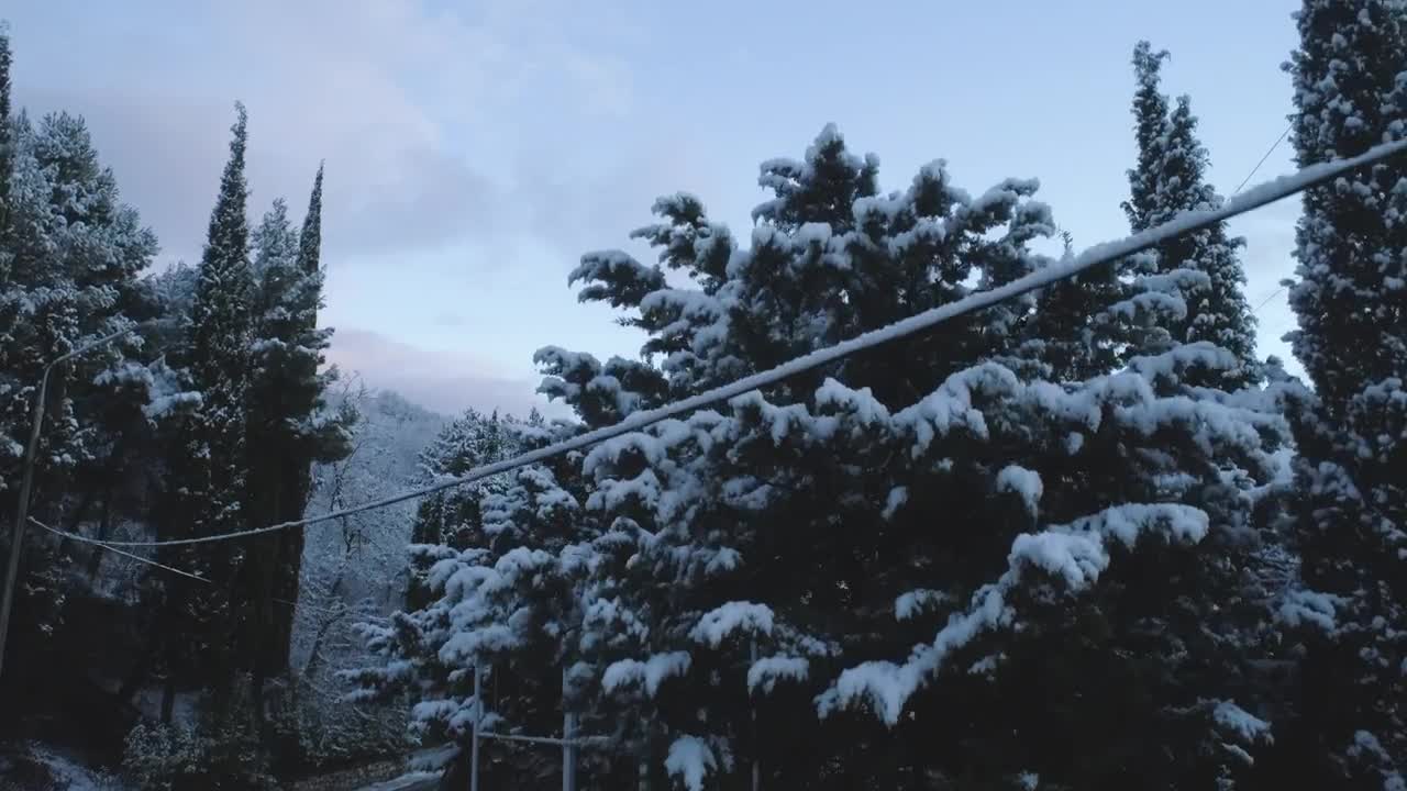 Stock Video Dark Trees Topped With Snow Live Wallpaper For PC - Free Download