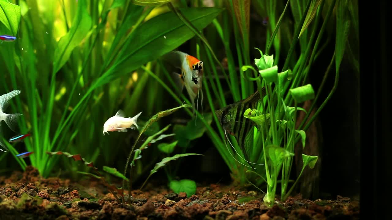 Free Stock Video Various Fish Swimming In A Fishbowl Live Wallpaper - Free Download