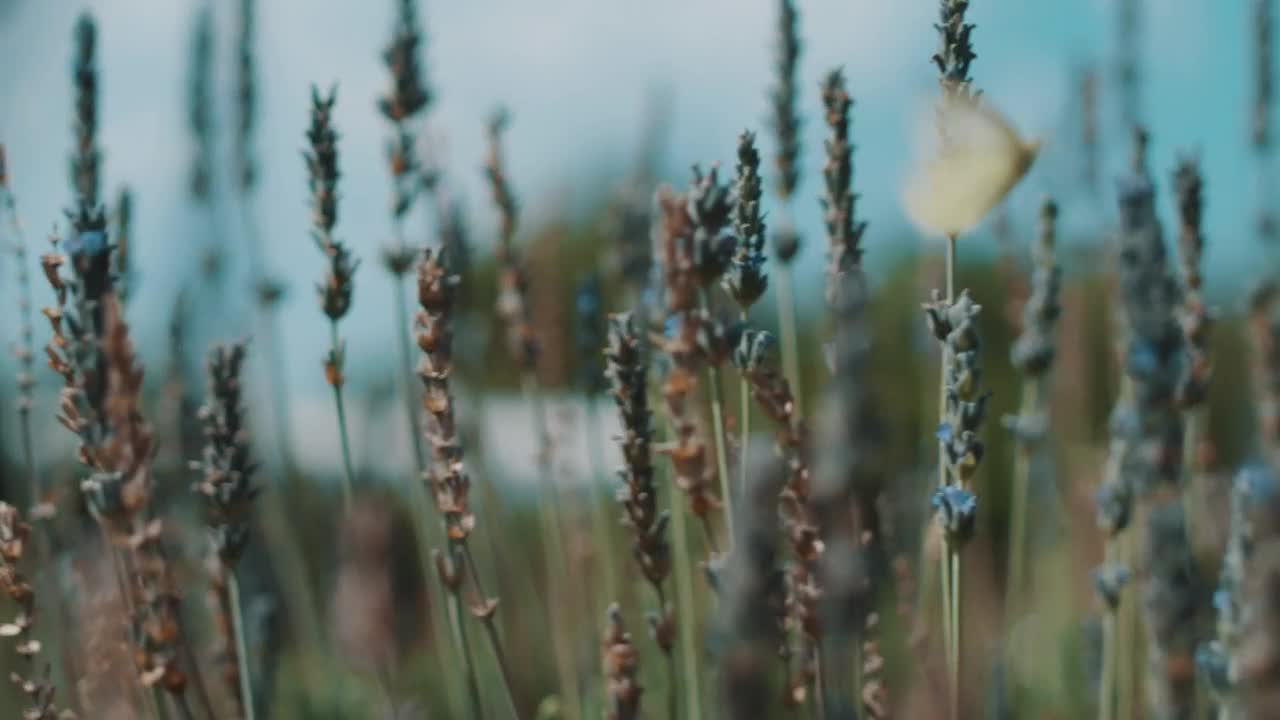 Stock Footage Woman And A Butterfly In A Field Of Lavender Live Wallpaper - Free Download