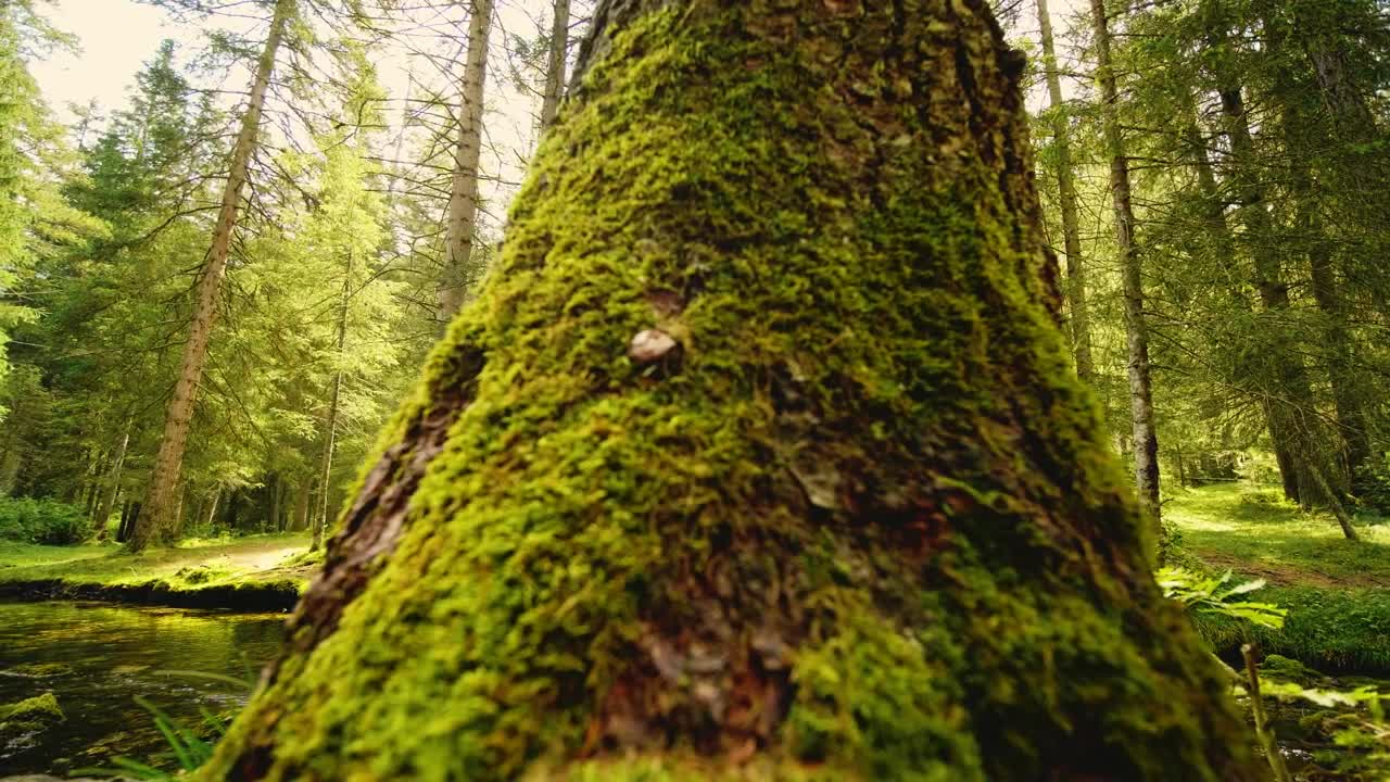 Stock Video Green Forest In Spring With A River In It Live Wallpaper For PC - Free Download