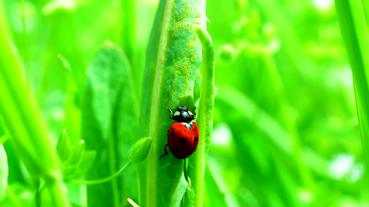 Stock Video Ladybug Climbing On Grass Animated Wallpaper - Free Download