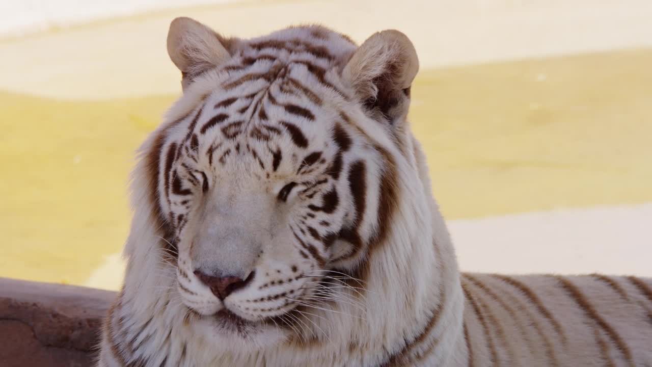 Video Stock Portrait Of A White Tiger Live Wallpaper Free - Free Download
