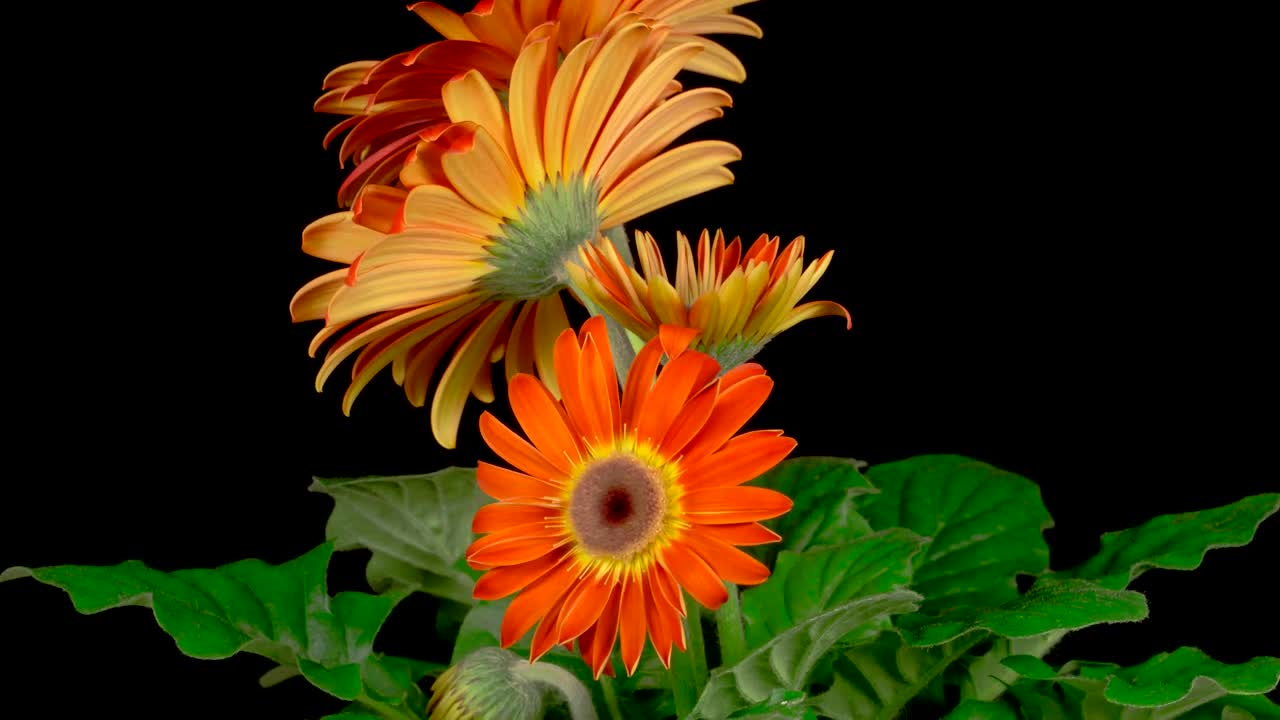 Stock Video Gerbera Orange Flower Opens Live Wallpaper For PC - Free Download