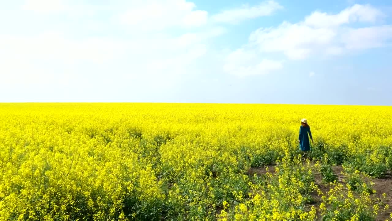 Stock Video Girl Walking Through Rapeseed Field Live Wallpaper For PC - Free Download