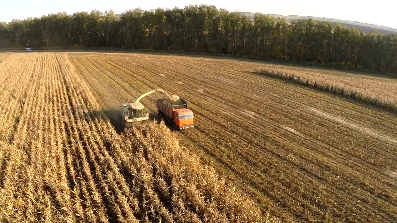 Stock Video Harvesting Crops During A Heatwave Animated Wallpaper - Free Download