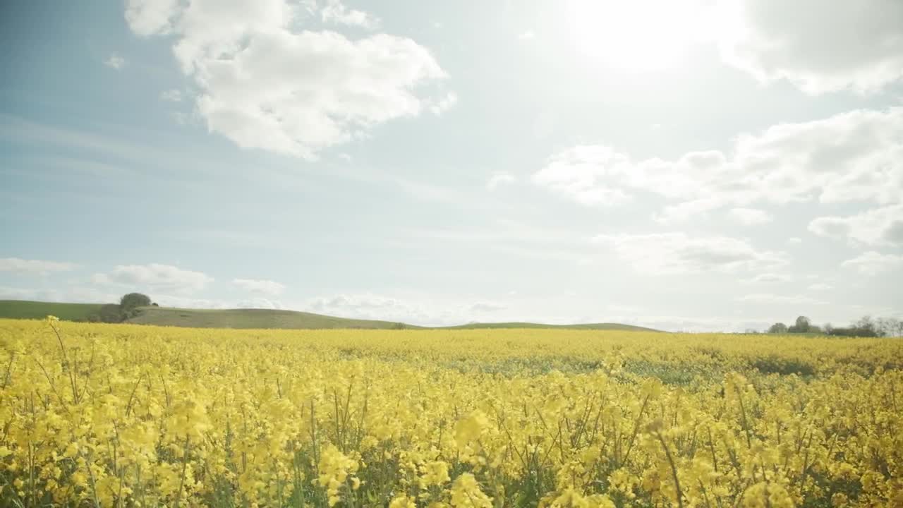 Free Video Stock Summer In The Countryside Live Wallpaper - Free Download