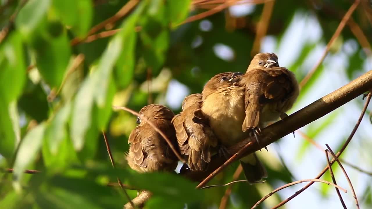 Stock Video Birds Sleeping In A Group Live Wallpaper For PC - Free Download