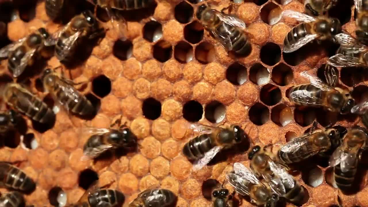 Stock Video Bees On A Honeycomb Live Wallpaper For PC - Free Download