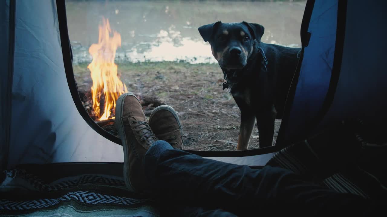 Stock Video Person Inside A Tent With Dog Live Wallpaper - Free Download