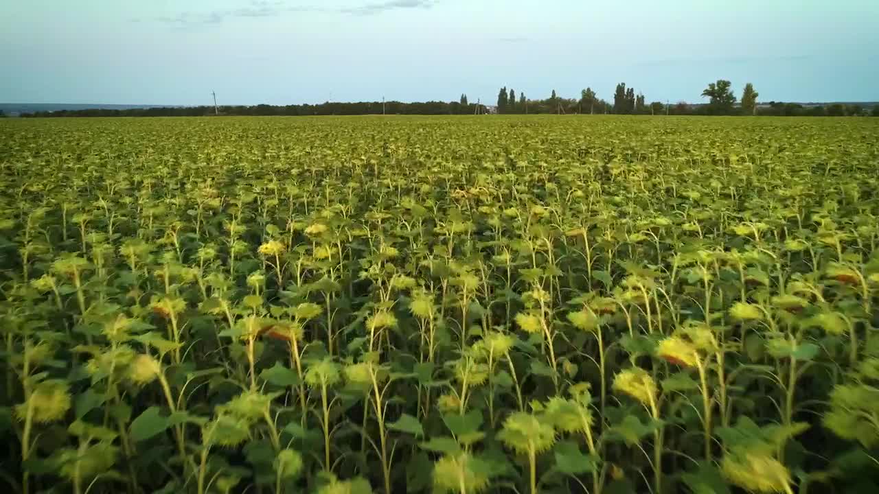 Stock Video Huge Field Full Of Sunflowers Animated Wallpaper - Free Download