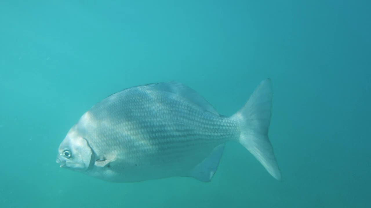 Stock Video Fish Swimming In The Sea Live Wallpaper For PC - Free Download