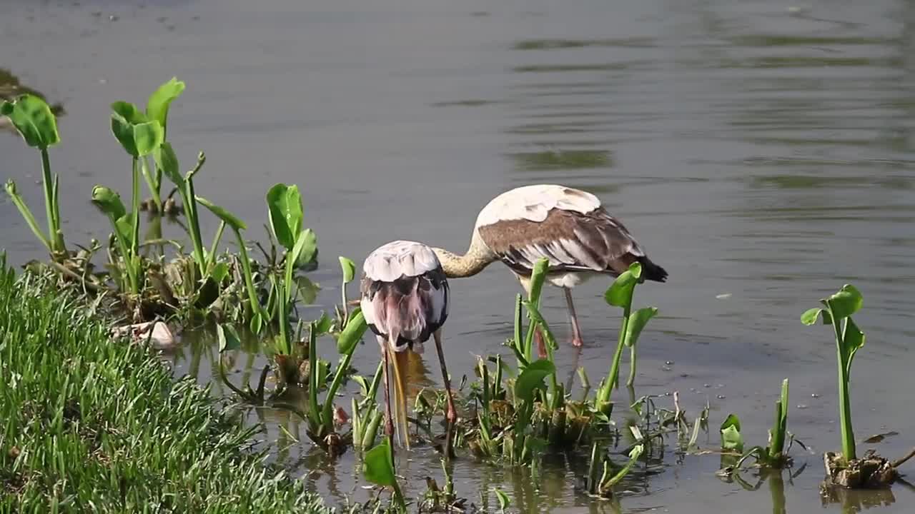 Free Video Stock Storks Fishing In Shallow Water Live Wallpaper - Free Download