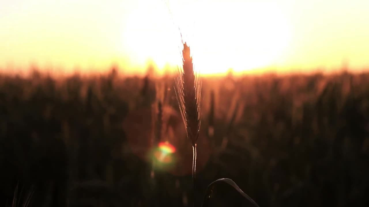 Stock Video Crops Moving Slowly In The Breeze Live Wallpaper For PC - Free Download
