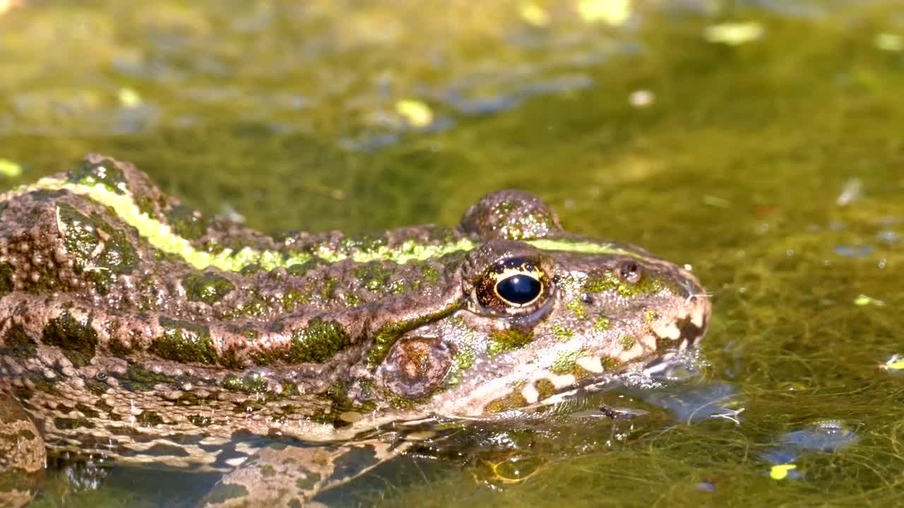 Stock Video Green Frog On The Swamp Water Live Wallpaper For PC - Free Download