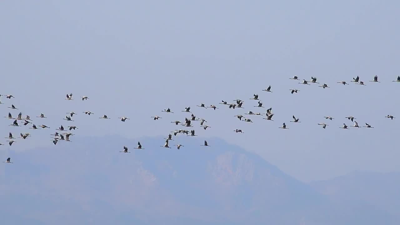 Stock Video Flocks Of Birds Flying In The Sky Live Wallpaper For PC - Free Download