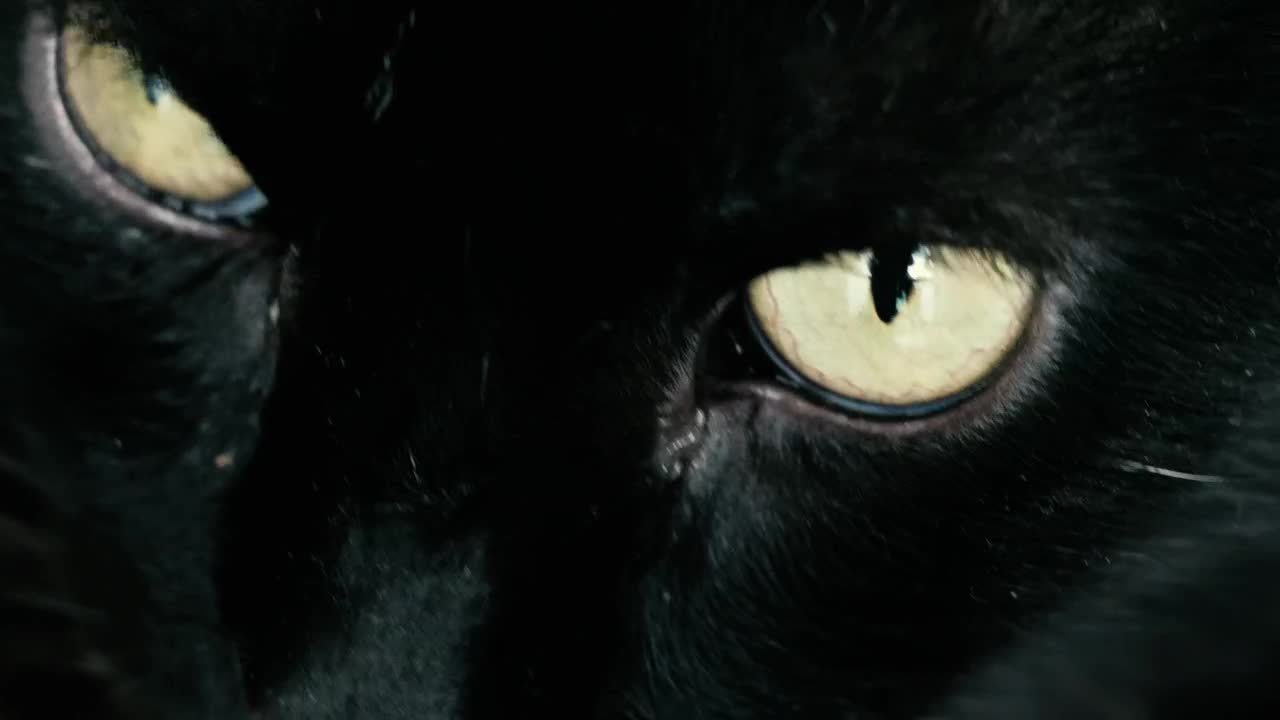Stock Video Black Cat With Yellow Eyes Live Wallpaper For PC - Free Download