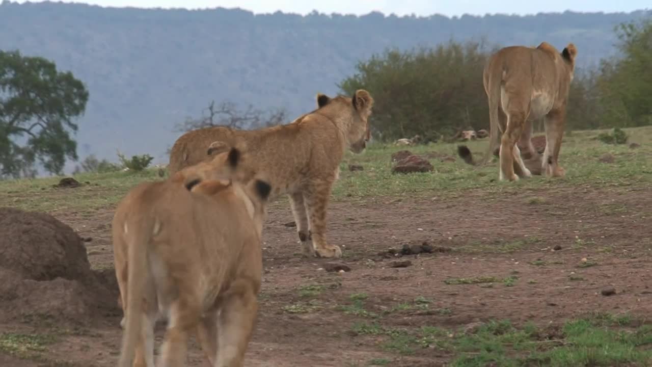 Stock Video Family Of Lions Walking On The Savanna Live Wallpaper For PC - Free Download