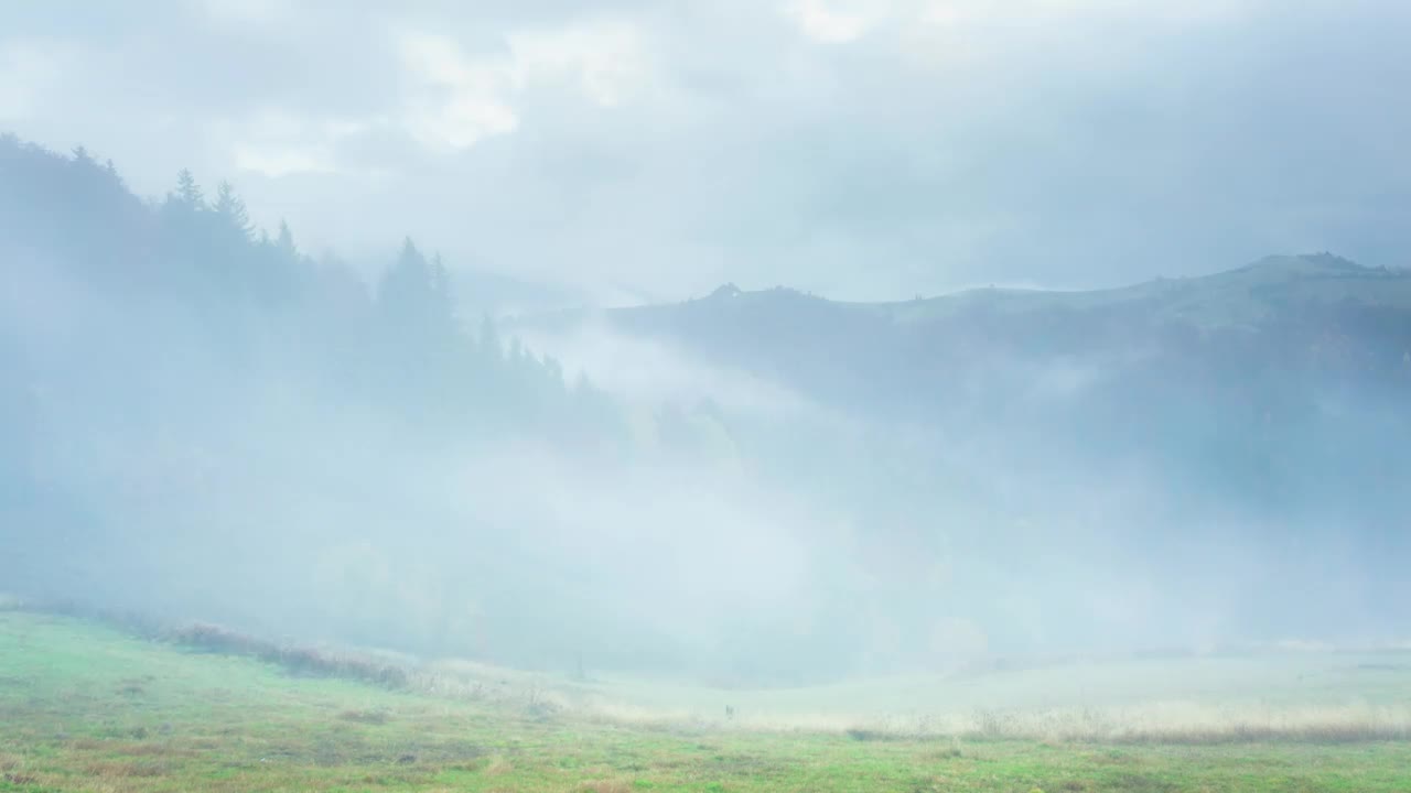 Stock Video Fog Covering An Autumnal Forest Time Lapse Live Wallpaper For PC - Free Download