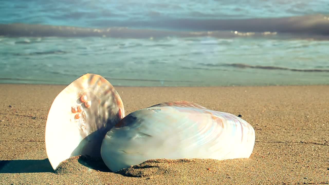 Free Stock Video Shells Stacked On The Beach Live Wallpaper - Free Download
