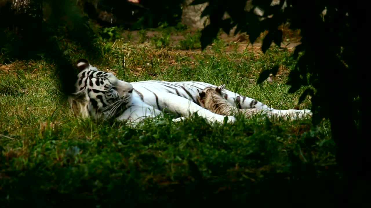 Stock Footage White Tiger Resting In Nature Live Wallpaper - Free Download