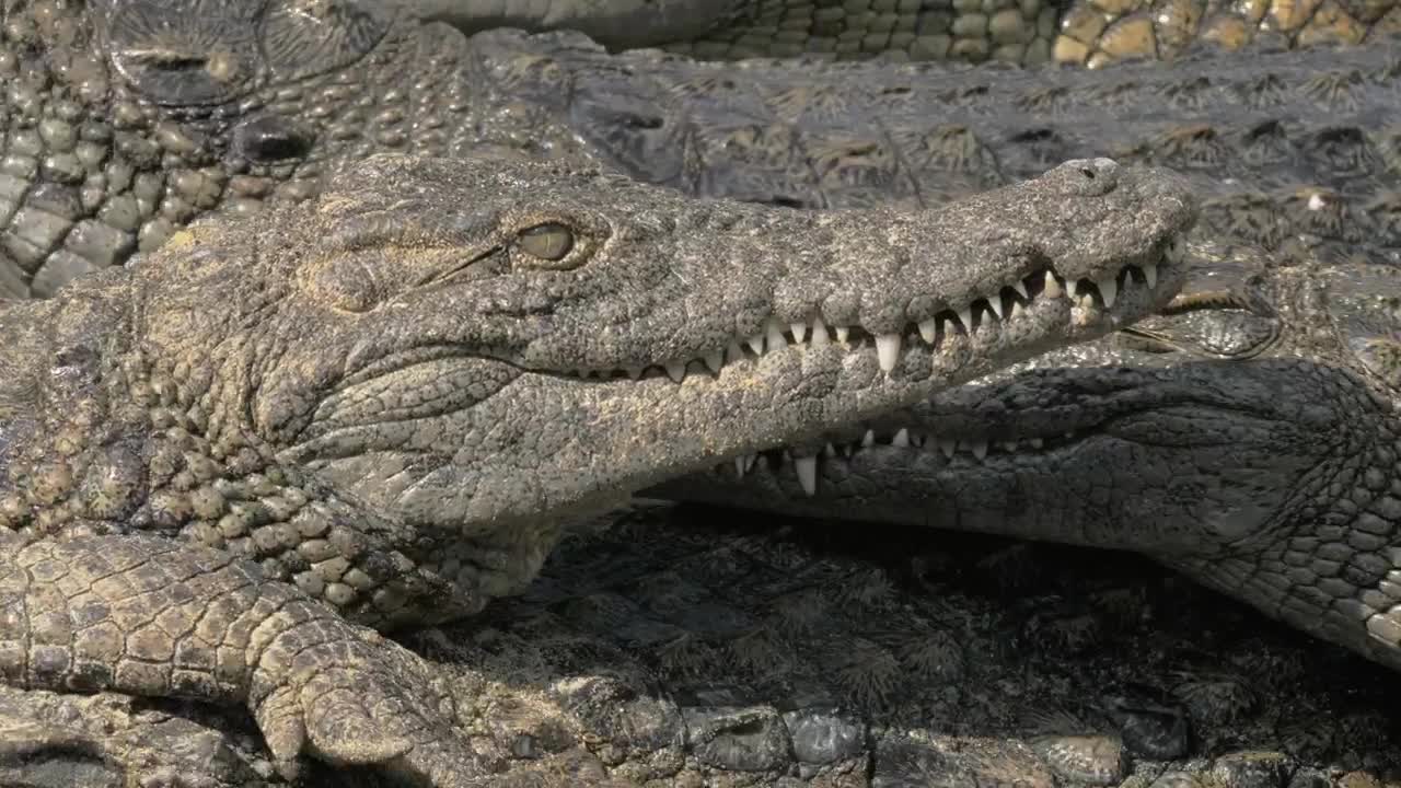 Stock Video Lots Of Crocodiles On A River Bank Animated Wallpaper - Free Download