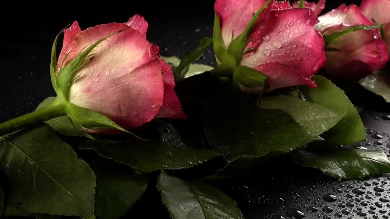 Free Stock Video Romance Details Pink Roses Live Wallpaper - Free Download