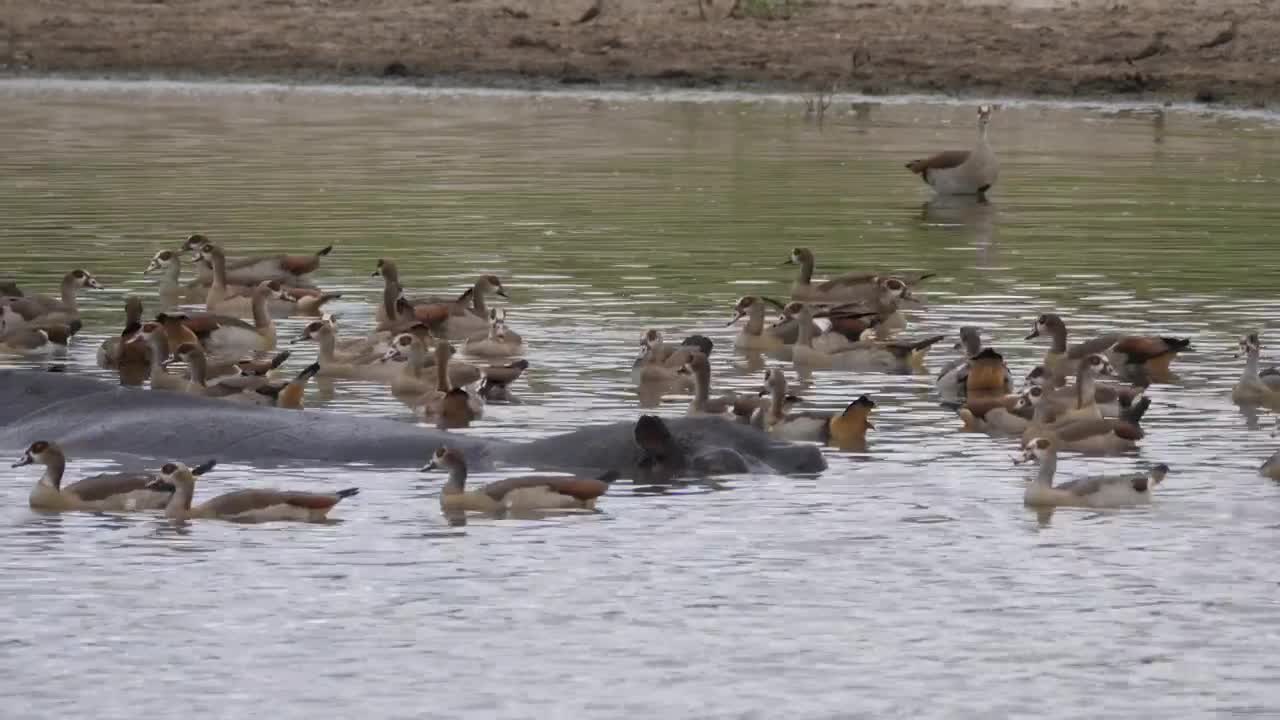 Stock Video Geese Swimming Alongside A Hippopotamus Live Wallpaper For PC - Free Download