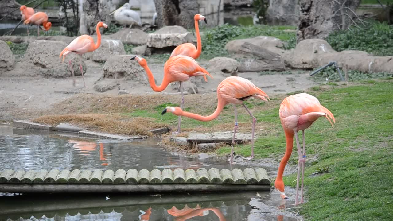 Stock Video Flamingos Drinking From A Pond Live Wallpaper For PC - Free Download