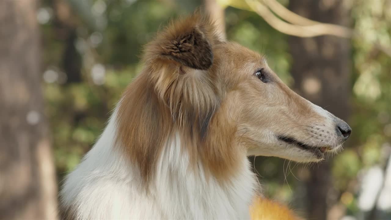 Stock Video Dog Licking Nose Live Wallpaper For PC - Free Download