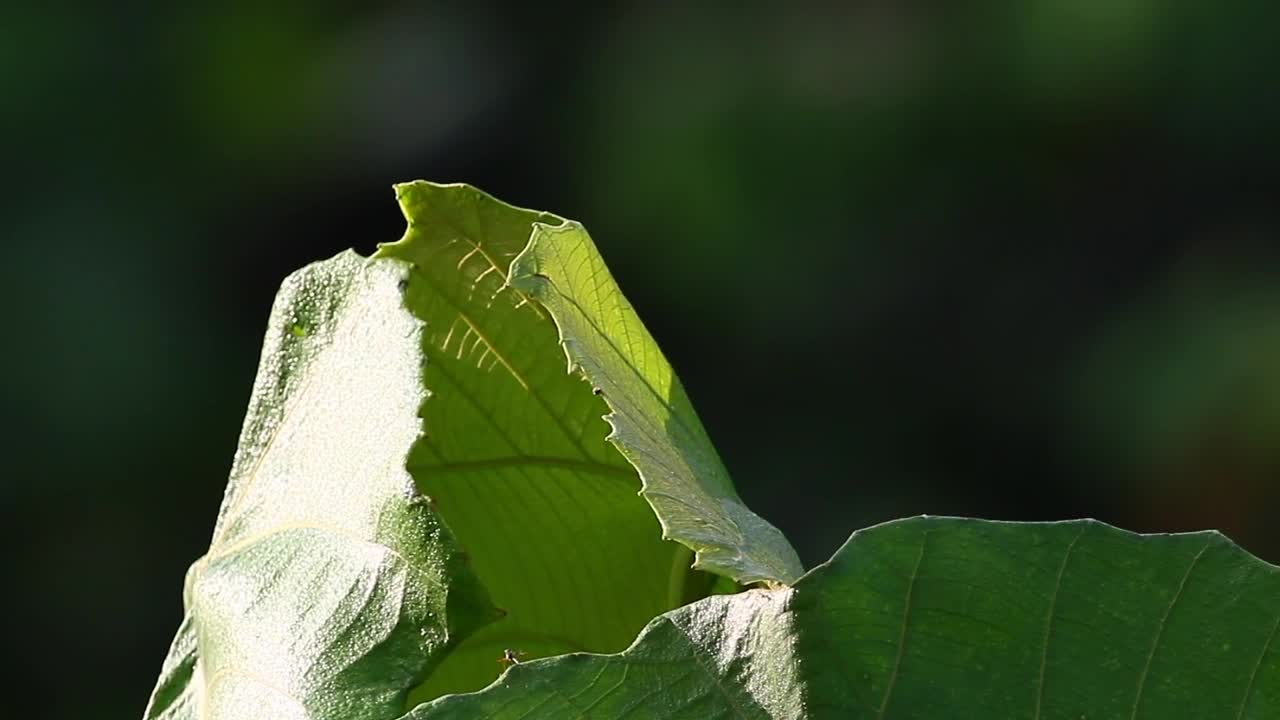 Stock Video Leaves With Bite Marks Animated Wallpaper - Free Download