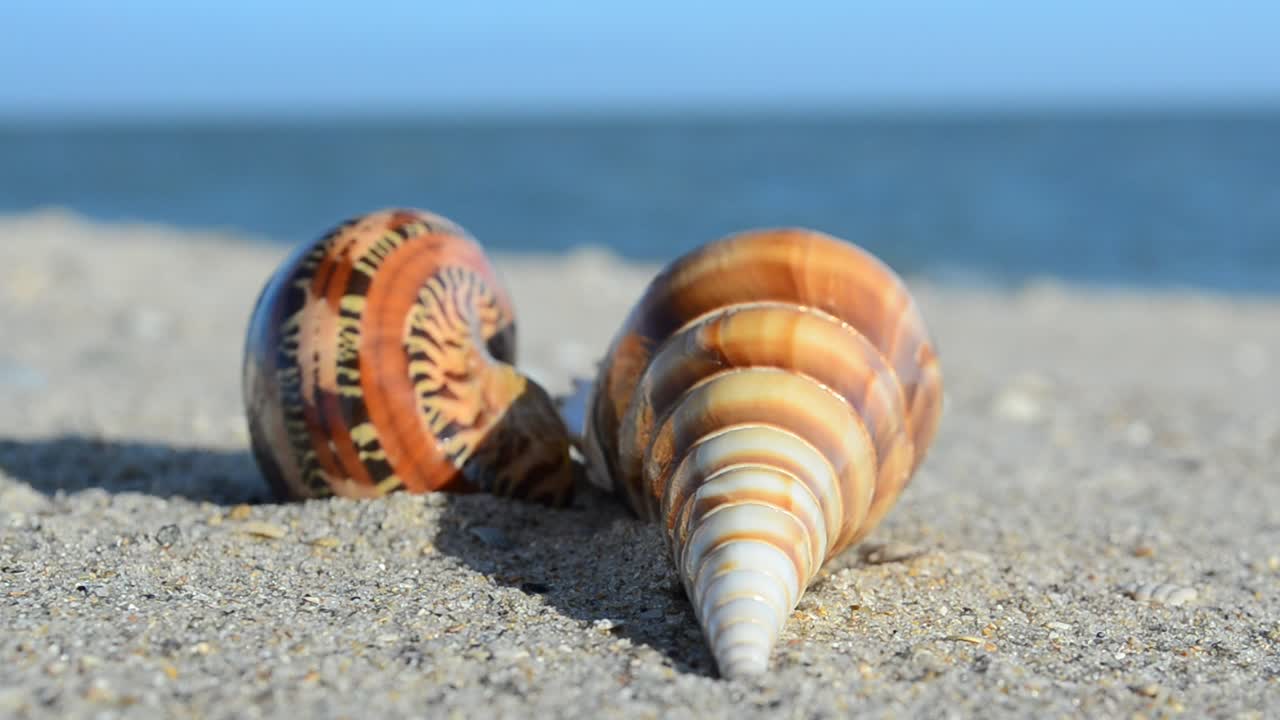 Stock Video Empty Shells On The Beach Live Wallpaper For PC - Free Download