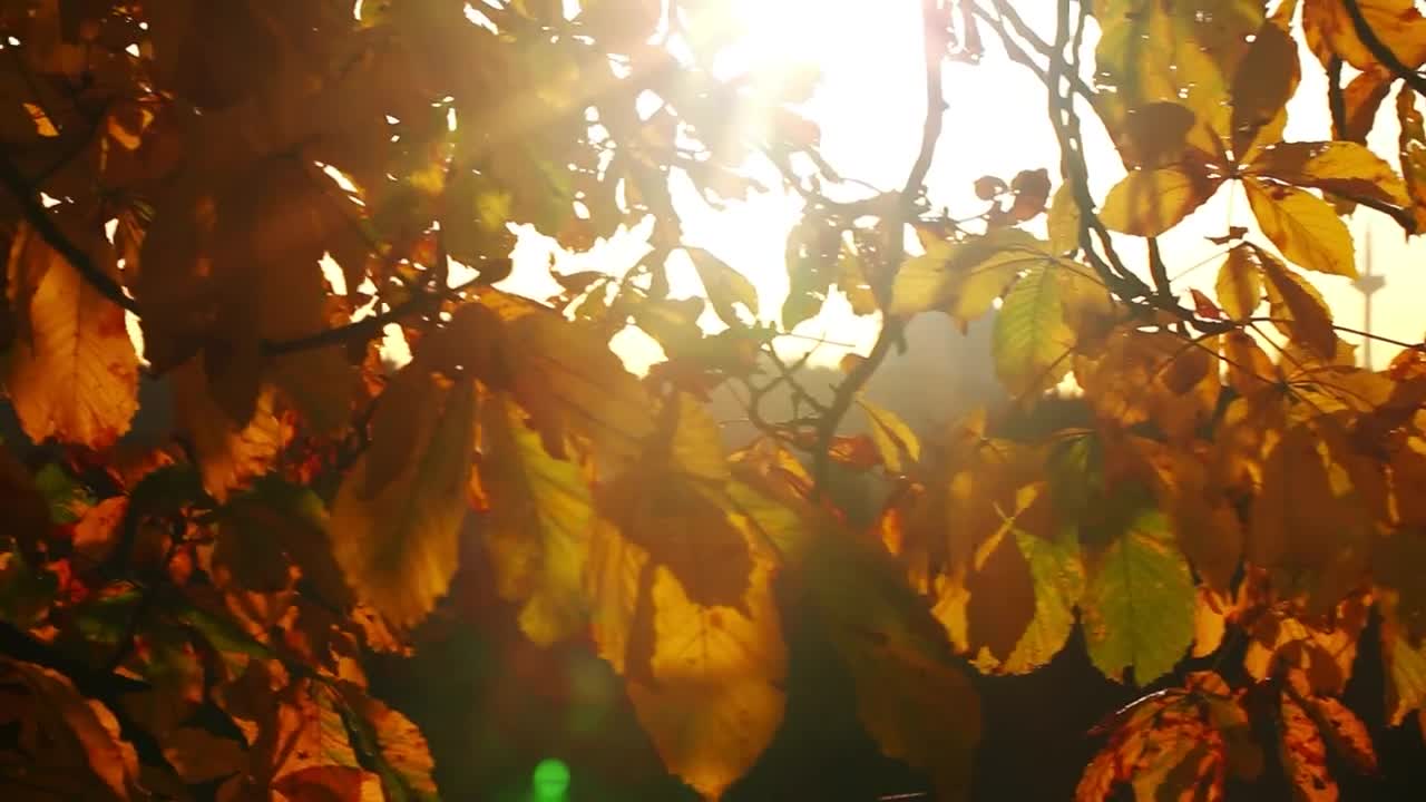 Stock Video Leaves Of A Tree In Autumn Under The Sun Animated Wallpaper - Free Download