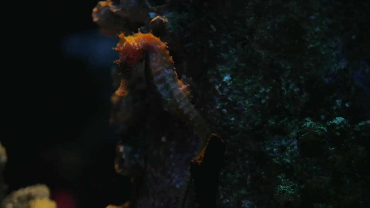 Free Stock Video Sea Horse Swimming Gently Live Wallpaper - Free Download