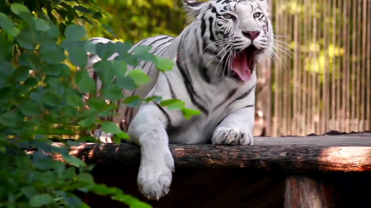 Stock Footage White Tiger Resting And Yawning Live Wallpaper - Free Download