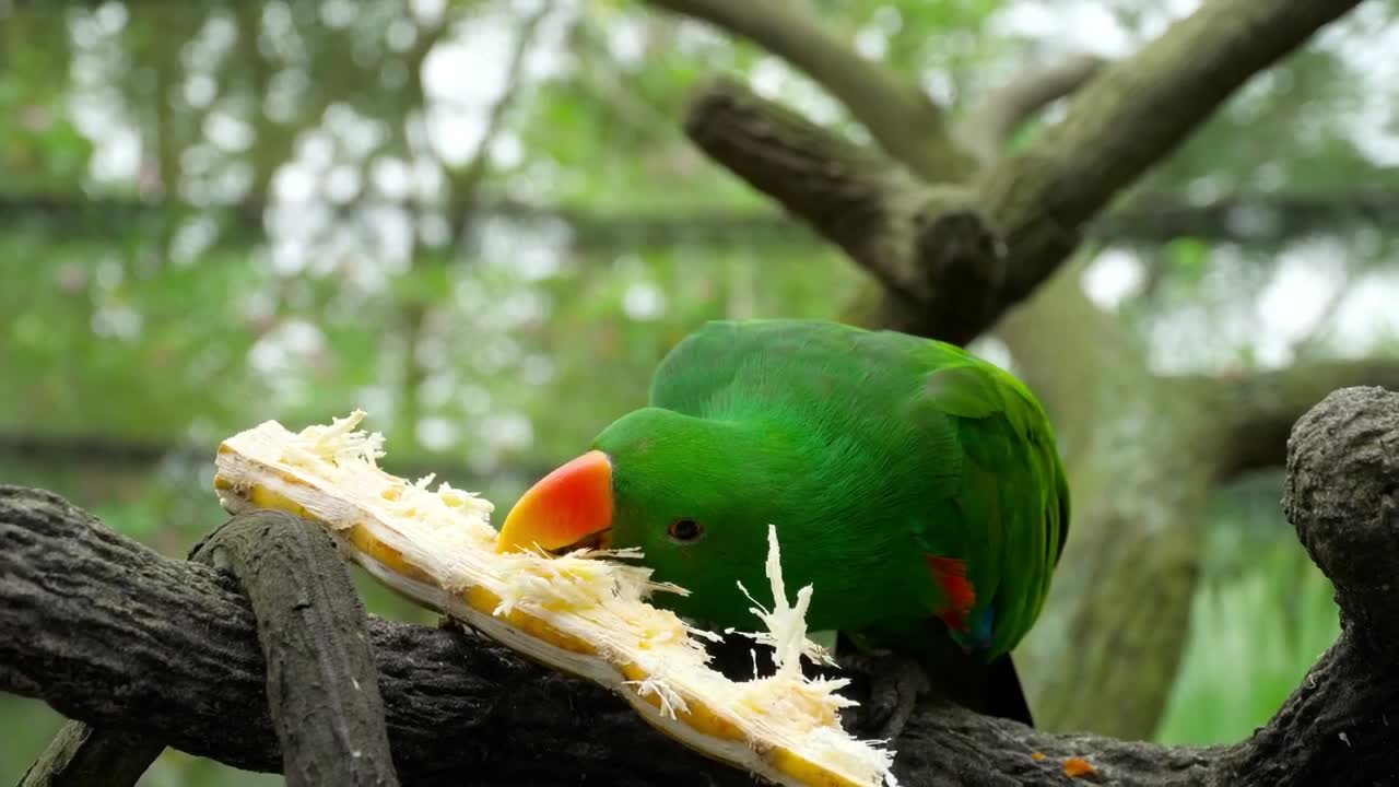 Stock Video Parrot Eating A Sugar Cane Live Wallpaper - Free Download