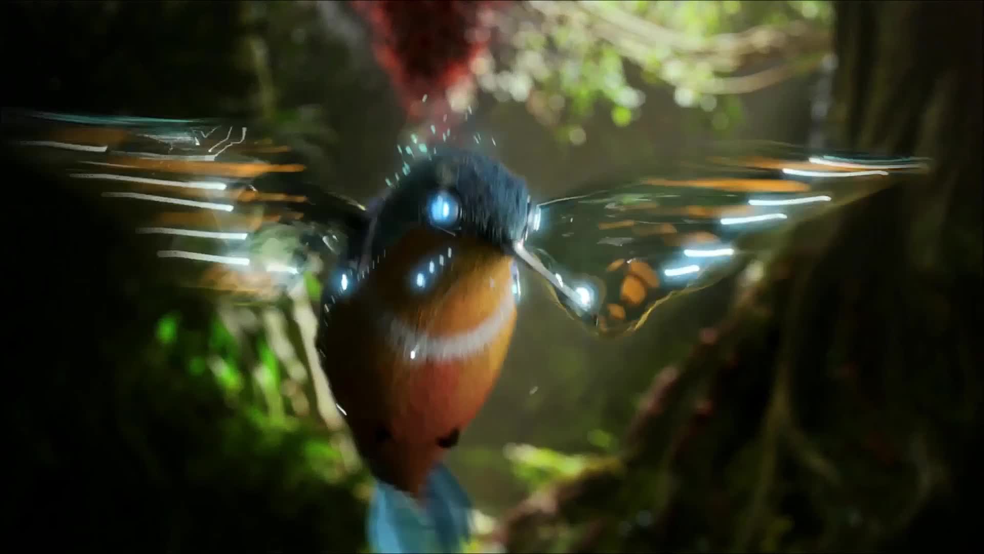 Hummingbird 1080p Live Wallpaper - Free Download