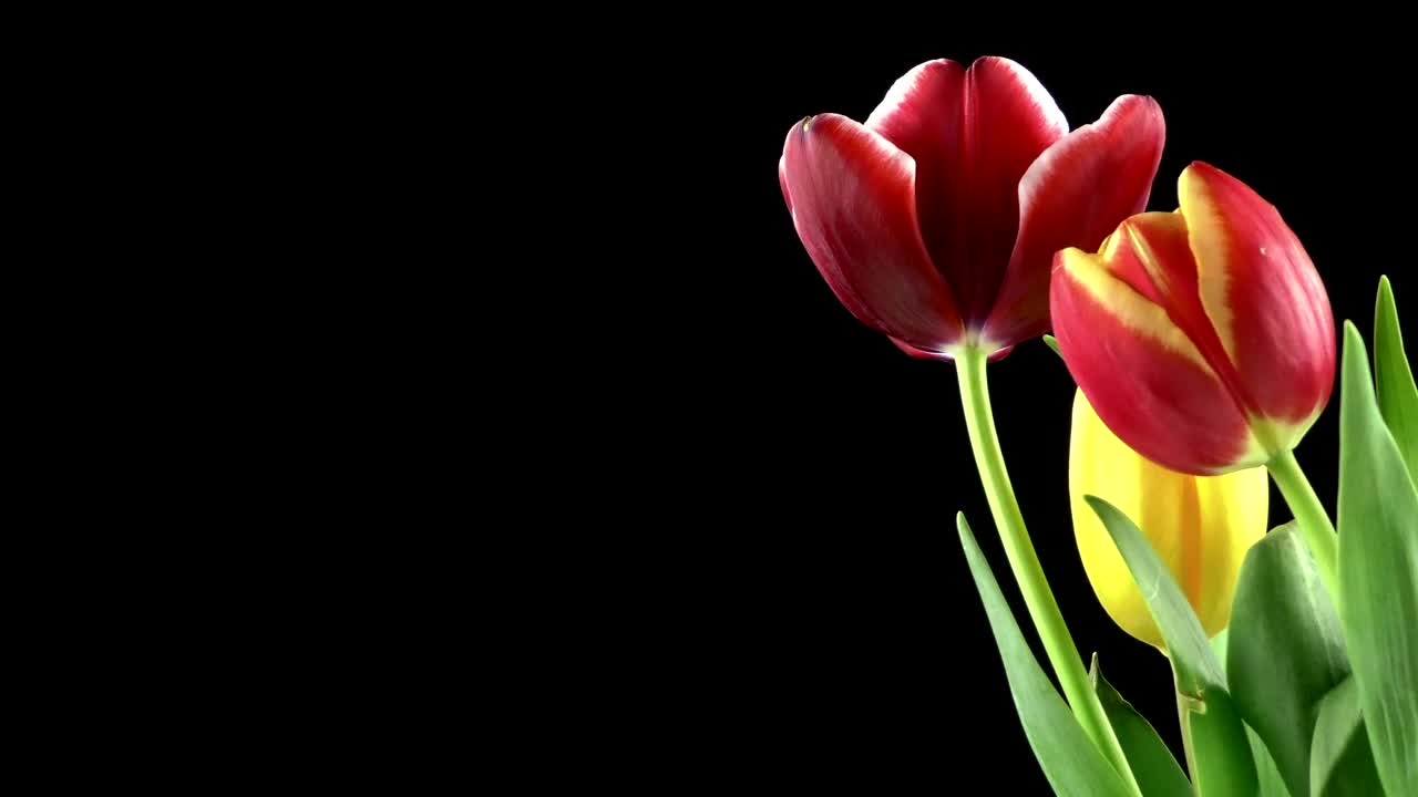 Free Stock Video Red Tulips On Black Background Live Wallpaper - Free Download