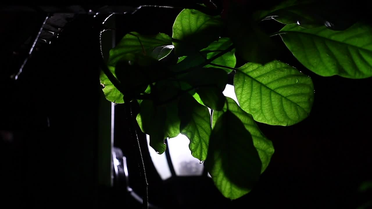 Stock Video Night Rainfall Illuminated By A Lamp Live Wallpaper - Free Download