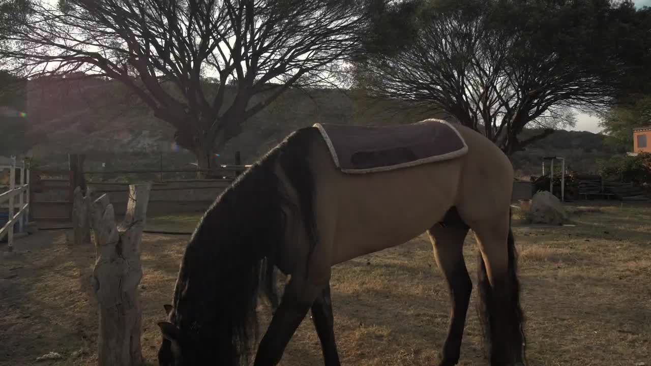 Video Stock Person Puts A Saddle On A Horse Live Wallpaper Free - Free Download