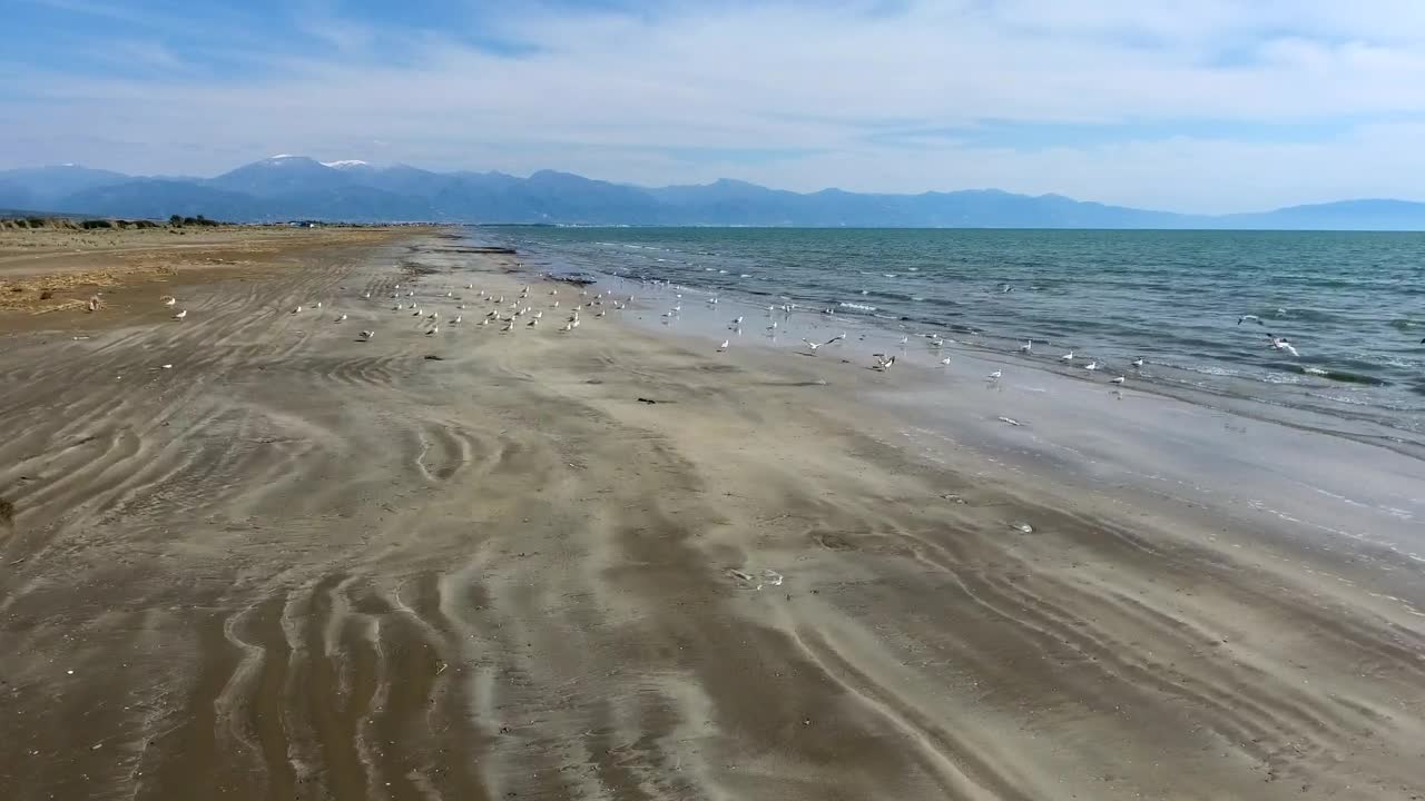 Free Stock Video Seagulls Flying At The Beach Live Wallpaper - Free Download