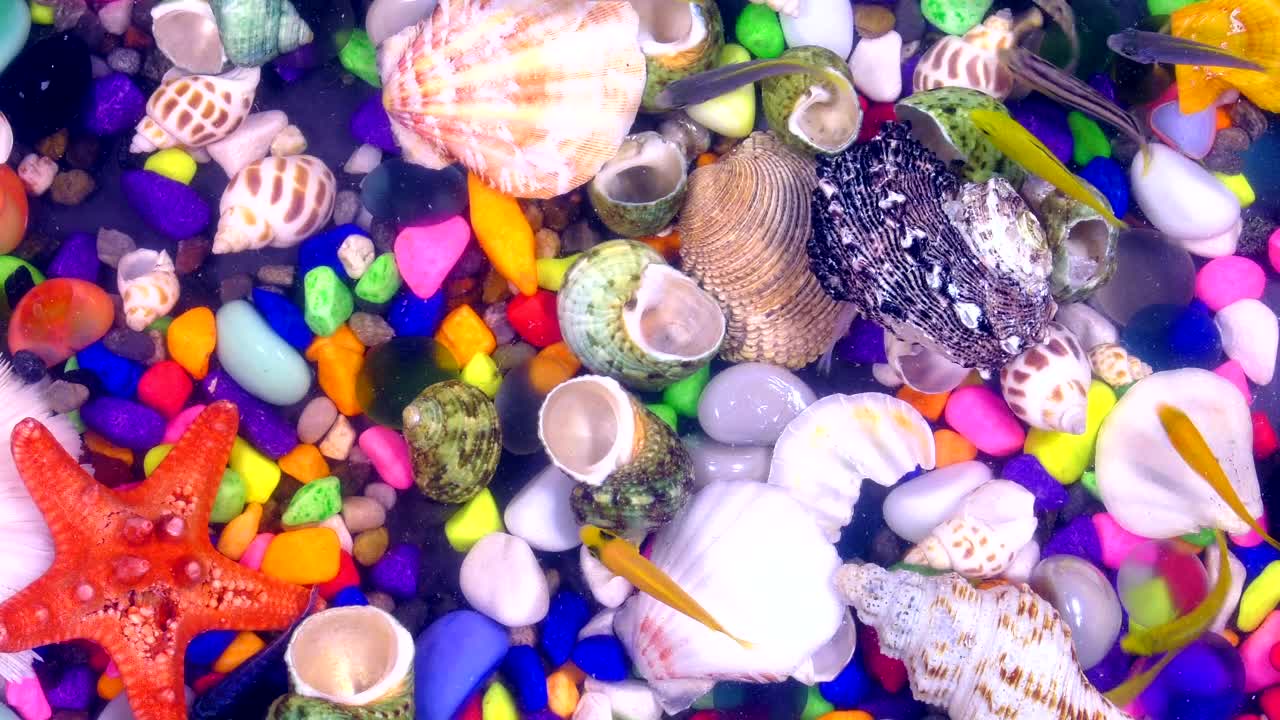 Free Video Stock tank full of fish and sea shells Live Wallpaper - Free Download