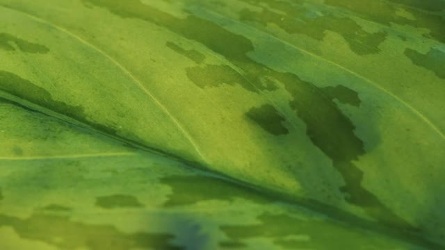 Stock Video Large Green Leaf Detail View Smal Animated Wallpaper - Free Download